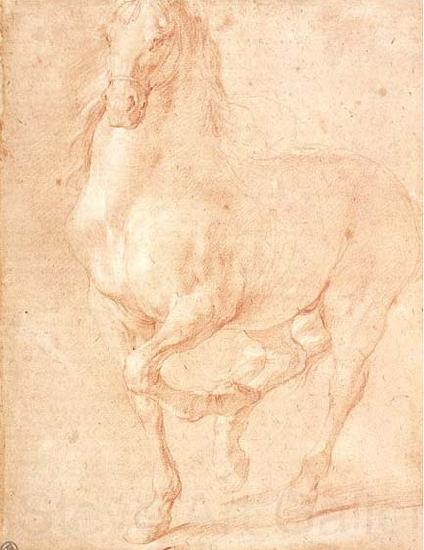 PUGET, Pierre Study of a Horse